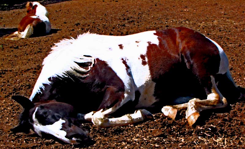 Paint horse sleeping like a puppy